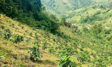 Finca en venta en la vereda Planadas, Santa Rosa de Cabal, Risaralda