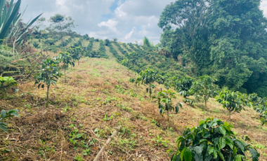 Finca en venta en la vereda Planadas, Santa Rosa de Cabal, Risaralda
