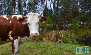 FINCA/LOTE EN SUESCA, CUNDINAMARCA