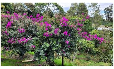 Venta Finca 26.352 m2 de lote con casa 120 m2 en Higueron, Rionegro.