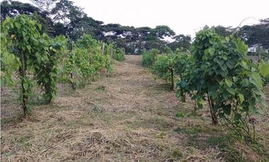 GRAN OPORTUNIDAD FINCA EN VENTA, VILLAVICENCIO VIA ACACIAS