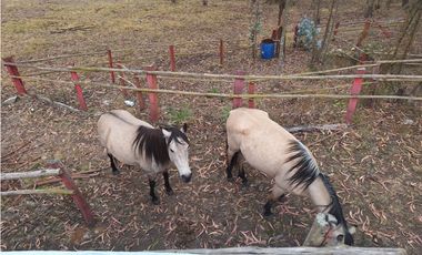 ESPECTACULAR FINCA EN VENTA, BOJACA CUNDINAMARCA