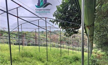 VENDO TRES HECTAREAS + ALTITUD DE 1345M.S.N.M. VOLCANCITO