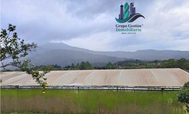 VENDO TRES HECTAREAS + ALTITUD DE 1345M.S.N.M. VOLCANCITO