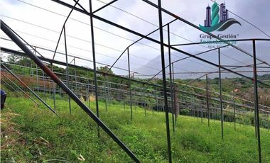 VENDO TRES HECTAREAS + ALTITUD DE 1345M.S.N.M. VOLCANCITO