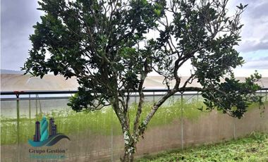 VENDO TRES HECTAREAS + ALTITUD DE 1345M.S.N.M. VOLCANCITO