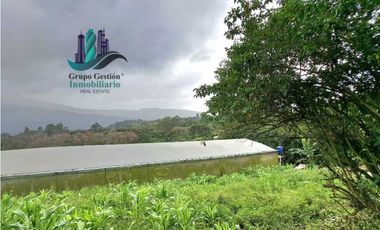 VENDO TRES HECTAREAS + ALTITUD DE 1345M.S.N.M. VOLCANCITO