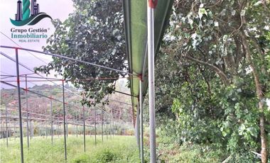 VENDO TRES HECTAREAS + ALTITUD DE 1345M.S.N.M. VOLCANCITO