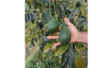 Venta Finca Genova Quindio COD: 8035924