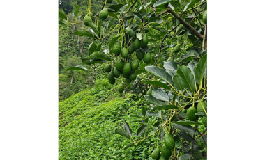 Venta Finca Genova Quindio COD: 8035924