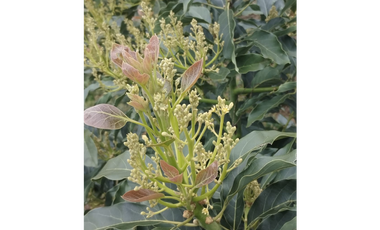Venta Finca Genova Quindio COD: 8035924