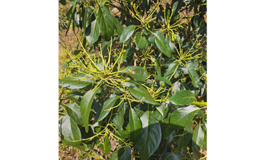 Venta Finca Genova Quindio COD: 8035924