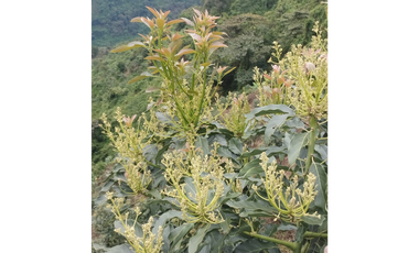 Venta Finca Genova Quindio COD: 8035924