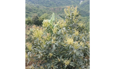 Venta Finca Genova Quindio COD: 8035924