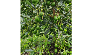 Venta Finca Genova Quindio COD: 8035924