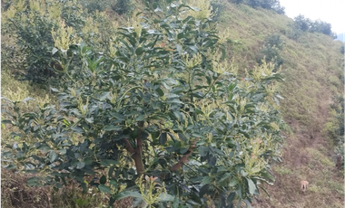 Venta Finca Genova Quindio COD: 8035924