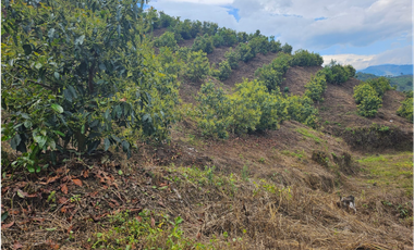 Venta Finca Genova Quindio COD: 8035924