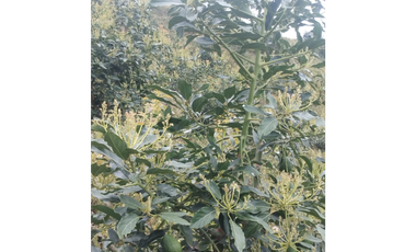 Venta Finca Genova Quindio COD: 8035924