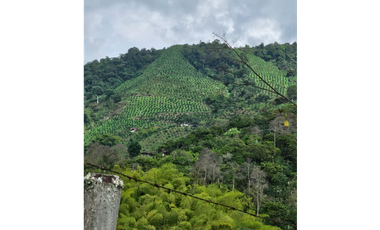 Venta Finca Genova Quindio COD: 8035924