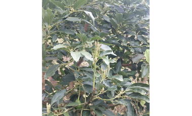Venta Finca Genova Quindio COD: 8035924