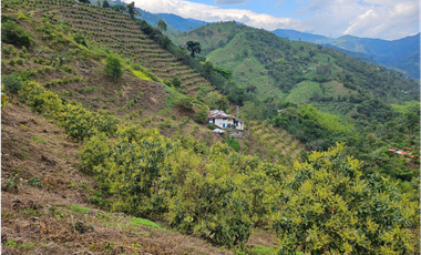 Venta Finca Genova Quindio COD: 8035924