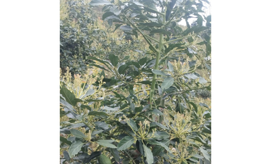 Venta Finca Genova Quindio COD: 8035924