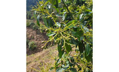 Venta Finca Genova Quindio COD: 8035924