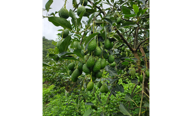Venta Finca Genova Quindio COD: 8035924