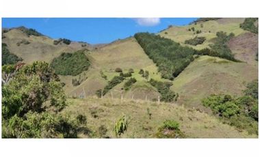 FINCA PARA PROYECTO MEDIANO IDEAL AGUACATES HASS