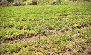 Venta Lote Alto Palmas Sin Peaje