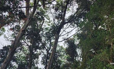 Parcela en venta en LOS MUERMOS