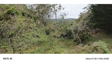 vendo finca productiva san vicente Ferrer Antioquia 93,4 hectareas