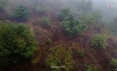 Terreno Huerto de Aguacate Hass en Venta, Calnali, Hidalgo
