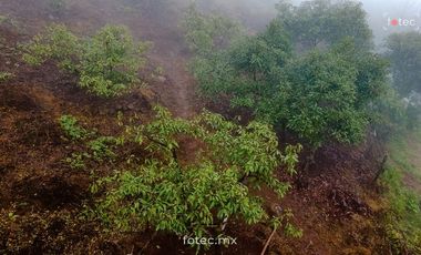 Terreno Huerto de Aguacate Hass en Venta, Calnali, Hidalgo