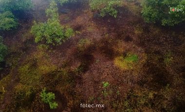 Terreno Huerto de Aguacate Hass en Venta, Calnali, Hidalgo