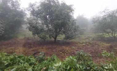 Venta de Terreno Huerto de Aguacate, San Andrés, Hidalgo