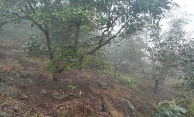 Venta de Terreno Huerto de Aguacate, San Andrés, Hidalgo