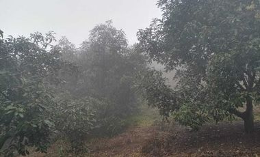 Venta de Terreno Huerto de Aguacate, San Andrés, Hidalgo