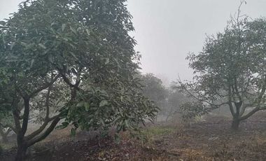 Venta de Terreno Huerto de Aguacate, San Andrés, Hidalgo
