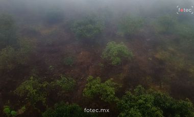 Venta de Terreno en Producción de Aguacate Hass, Chichayotla, Calnali, Hidalgo