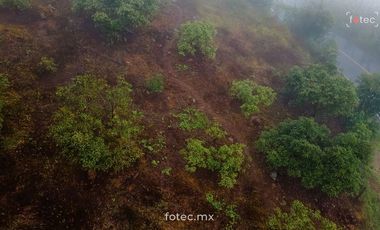 Venta de Terreno en Producción de Aguacate Hass, Chichayotla, Calnali, Hidalgo
