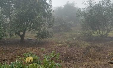 Venta de Terreno en Producción de Aguacate Hass, Chichayotla, Calnali, Hidalgo