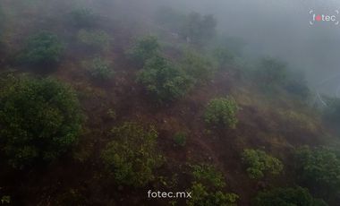 Venta de Terreno en Producción de Aguacate Hass, Chichayotla, Calnali, Hidalgo