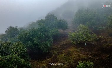 Venta de Terreno en Producción de Aguacate Hass, Chichayotla, Calnali, Hidalgo