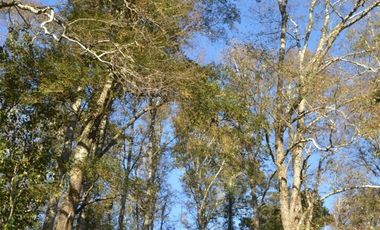 Sitio en Venta en Camino segunda faja km 3.4