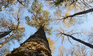 Sitio en Venta en Camino segunda faja km 3.4