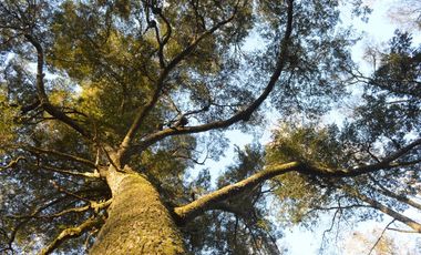 Sitio en Venta en Camino segunda faja km 3.4