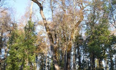 Sitio en Venta en Camino segunda faja km 3.4