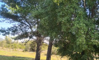 Terreno en venta en San Fabián de Alico, Ñuble.