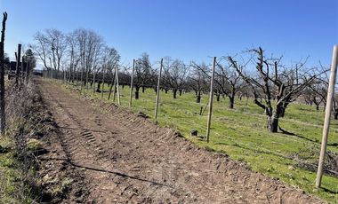 Agrícola en Venta en PARCELA N° 69 DEL PROYECTO DE PARCELACION SECTOR GUAICO UNO